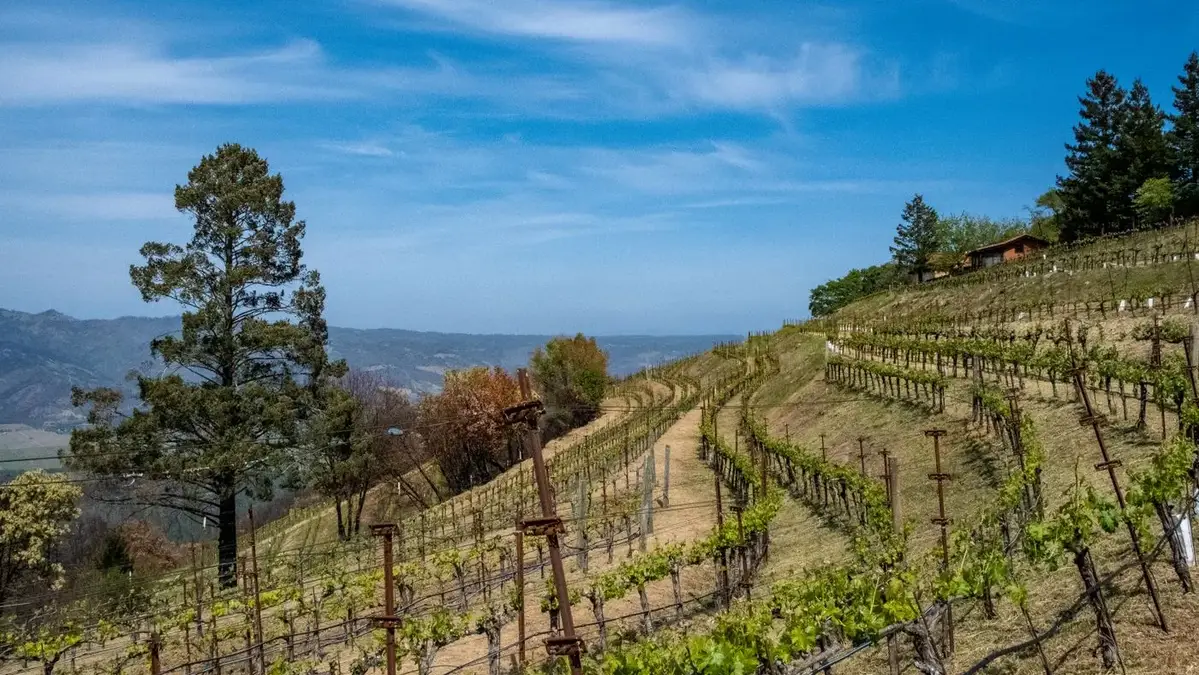 Vineyard rows on rolling hills in Napa Valley, California